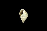 藏品(粗紋織紋螺)的圖片